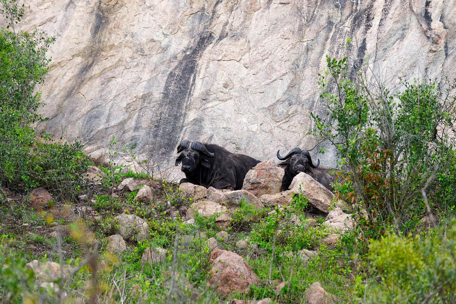 20161113 074023 Büffel